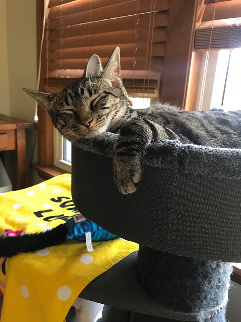 Sleeping cats with flattened airplane ears