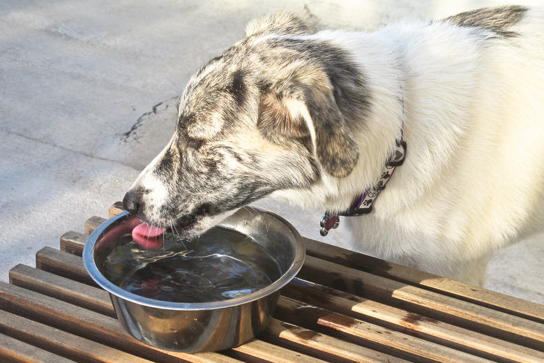 a dog drinking water from a bowl on a concrete patio