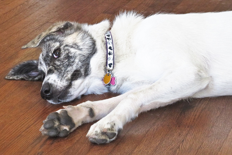 white dog laying on floor