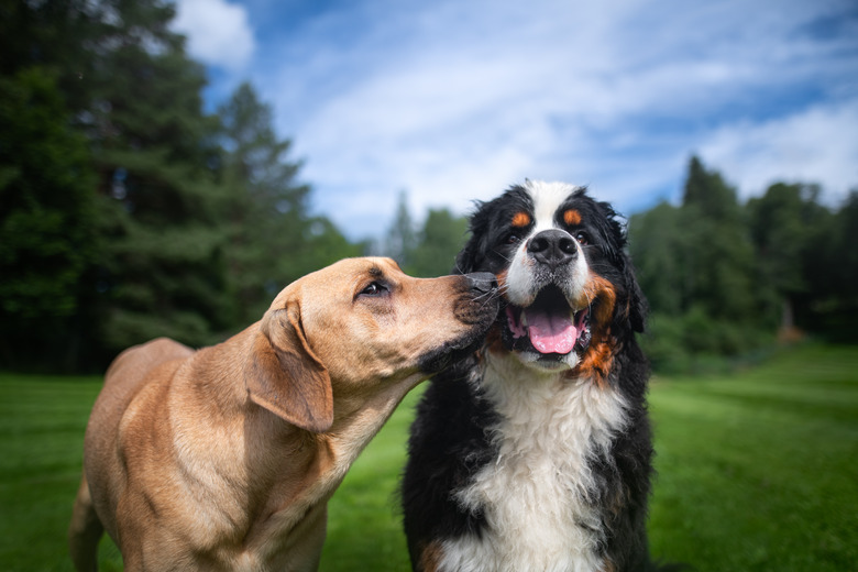 Two dogs playing in the park,Hakadal,Norway