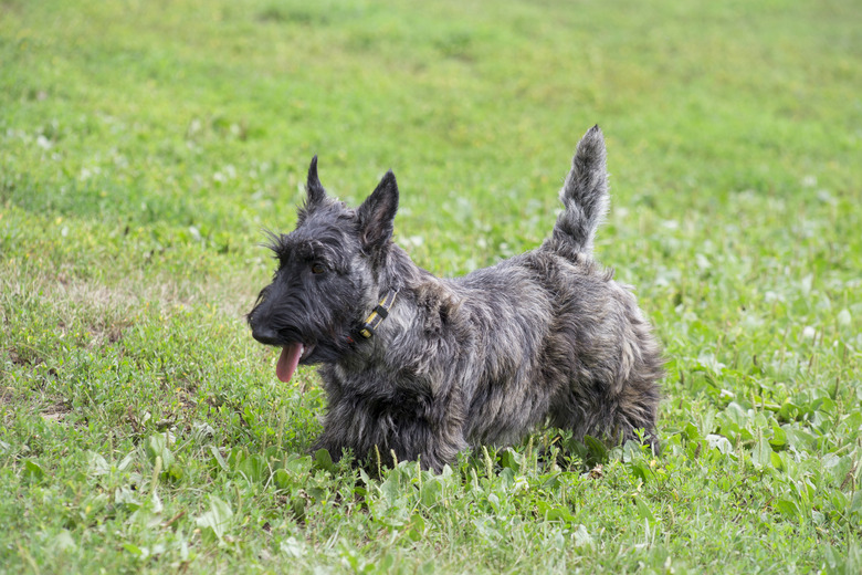 Cute scottish terrier puppy is walking on a green grass in the summer park. Pet animals.