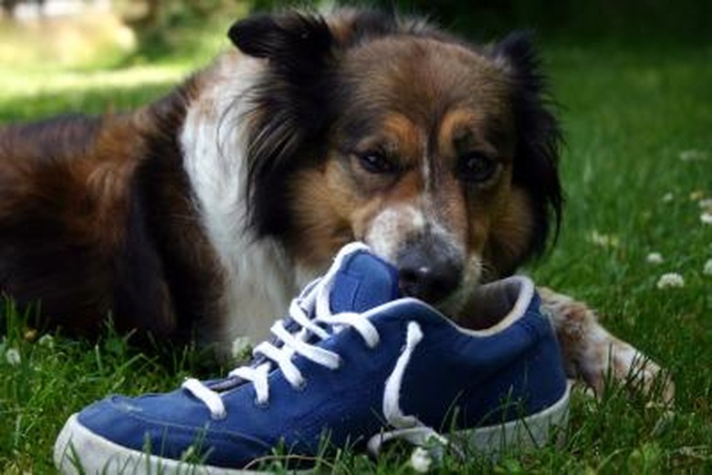 dog chewing on blue sneaker