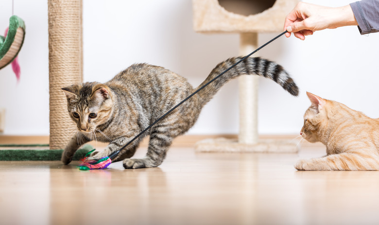 Cats Playing in Living Room