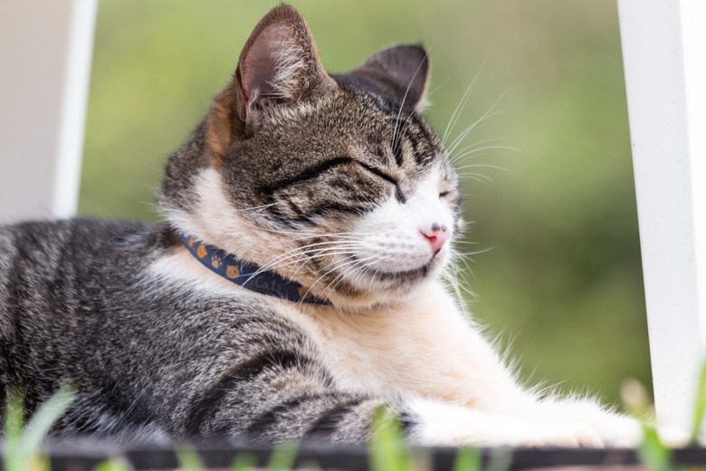 American wirehair cat with their eyes closed.