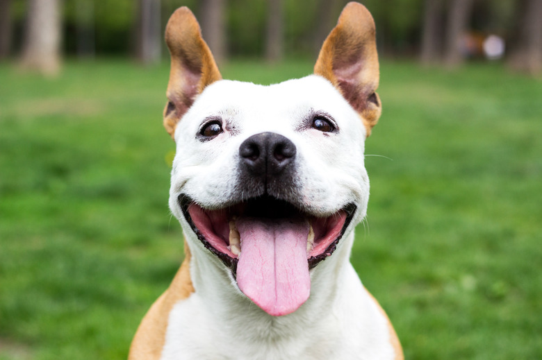 Close up of a brown and white dog outside