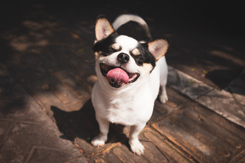 portrait of a cute little dog making a face in the street .