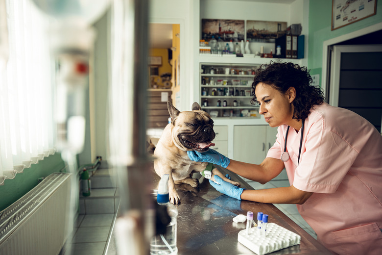 Veterinarian