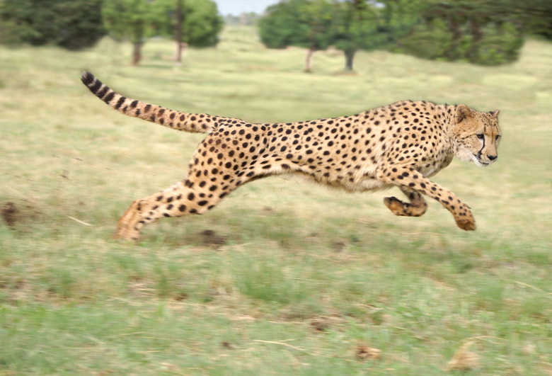 No animal is faster than a cheetah at full stride