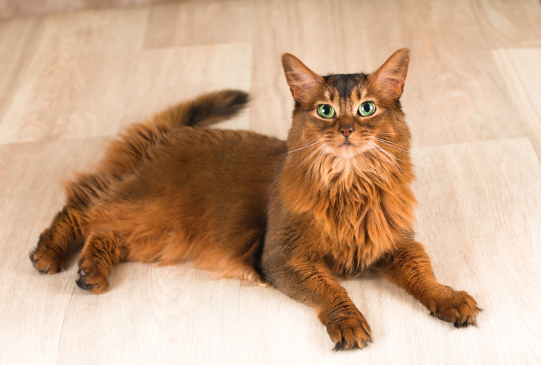 Somali cat portrait