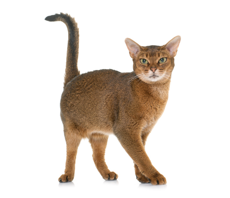 Abyssinian cat in studio