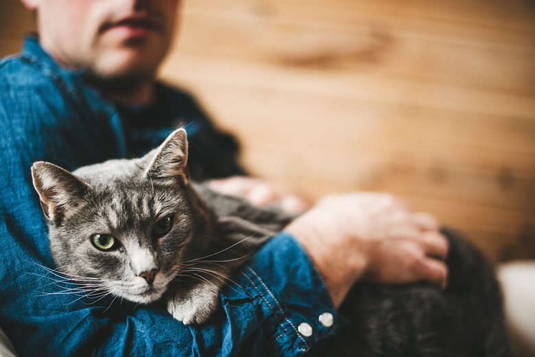 Man and his grey cat