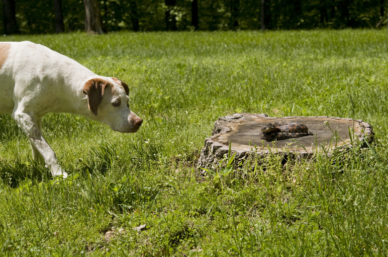 A dog looking at snake in grass