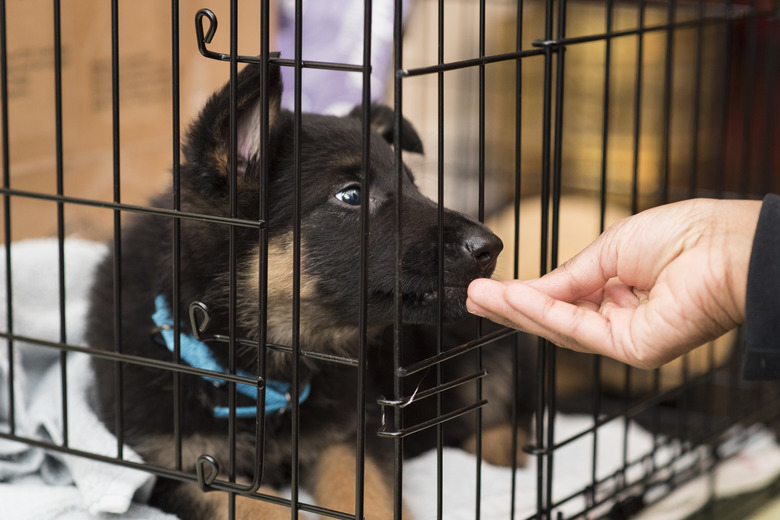 German Shepherd puppy