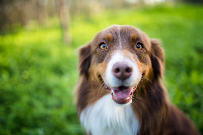 Australian Shepherd in field.