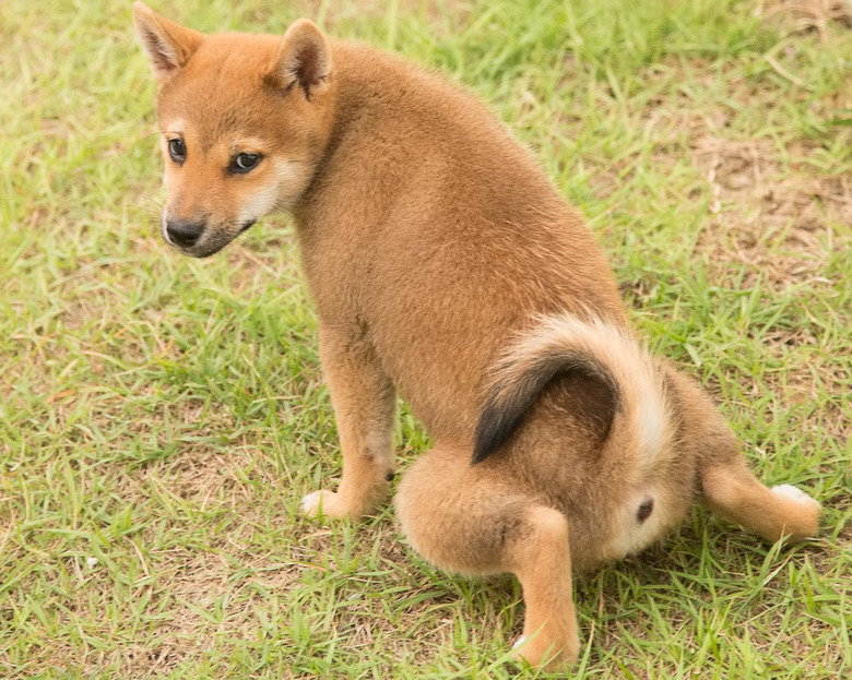 Shiba Inu potty training