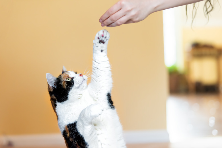 Calico cat standing up on hind legs, begging, picking, asking food in living room, doing trick with front paw, claws with woman hand holding treat, meat