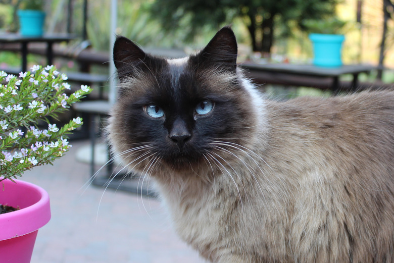 Balinese cat with blue eyes on an outdoor deck.