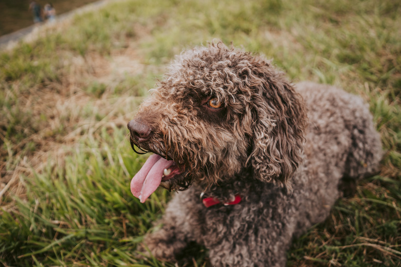 A Beautifulwater Dog Lying Down In The Meadow In A Rainy Day In Spain. Dogs Lifestyle Concept