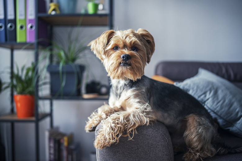 Haircuts for yorkie dogs hotsell