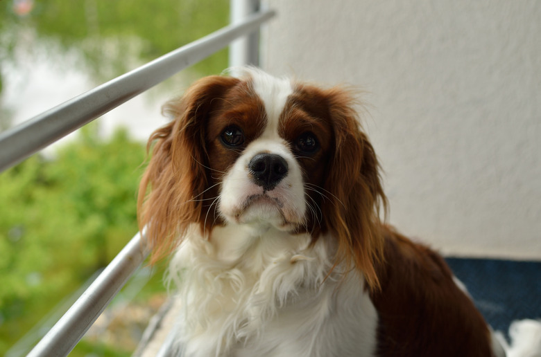 Lovely Cavalier King Charles Spaniel