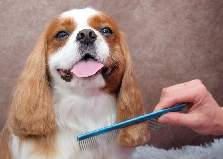 How To Bathe And Groom A Cavalier King Charles Spaniel Cuteness