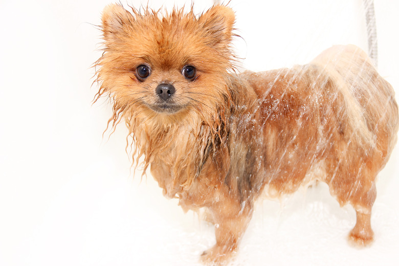 Pomeranian dog taking a shower with soap and water.