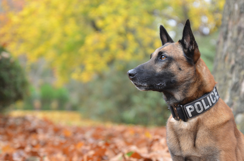 Police Dog With Official Collar