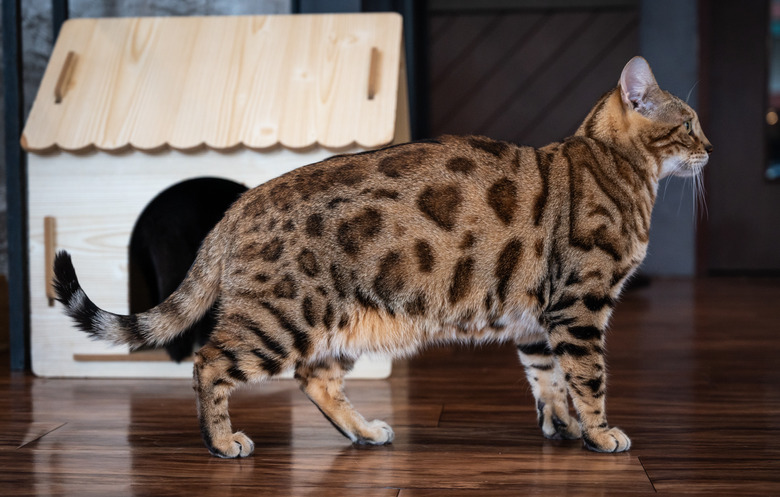 Side view of Bengal cat while living in human house as pet. Bengals take their name from the Asian leopard cat’s scientific name, Felis bengalensis.