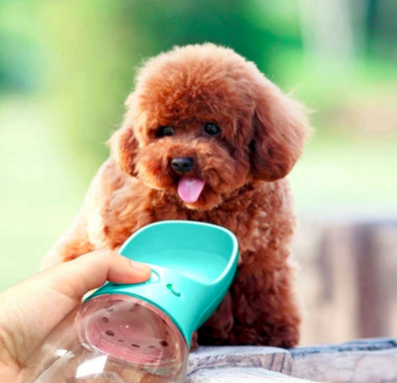 Best portable dog water bottle best sale