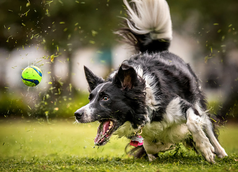 Dog running after ball in grass