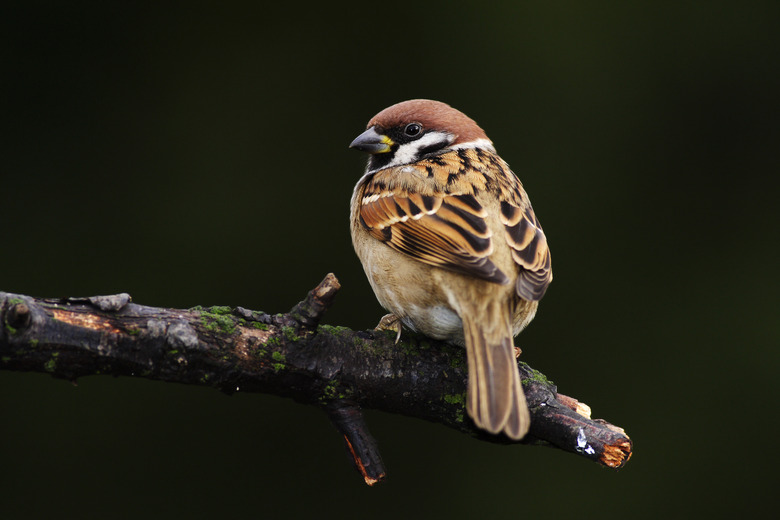 Tree Sparrow (Passer montanus)