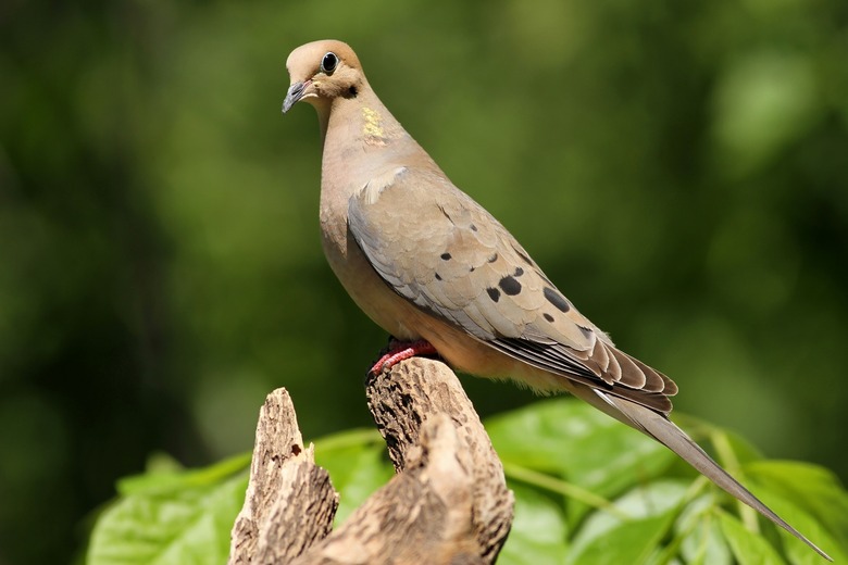 Mourning Dove