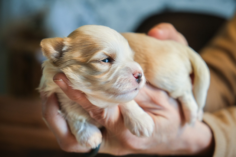 Hands holding a bichon havanais puppy