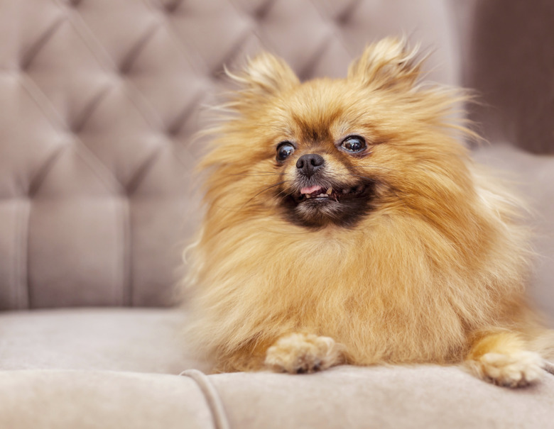 funny and fluffy pomeranian