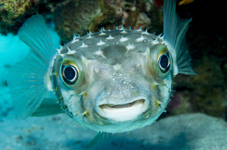 Porcupinefish (Diodon nicthemerus)