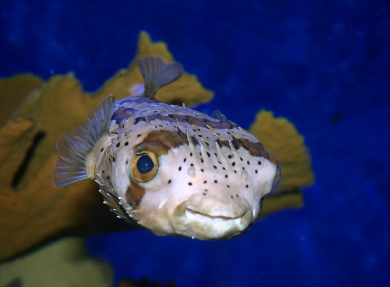 Smiling Puffer Fish