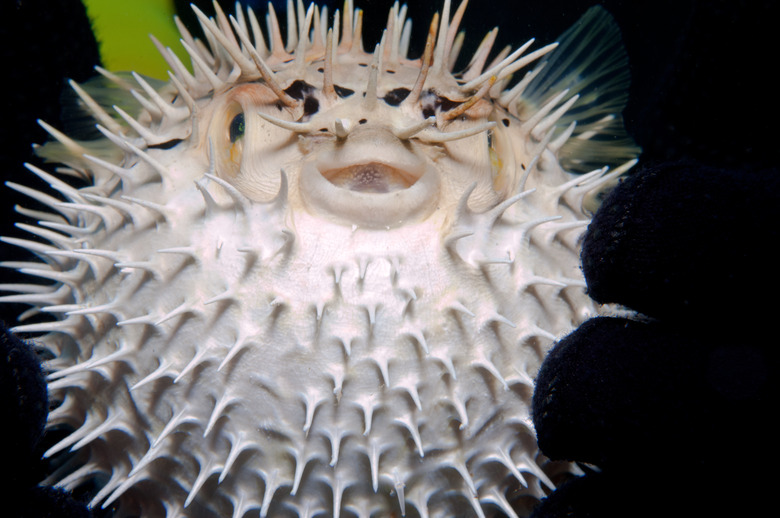 Juvenile balloonfish inflated