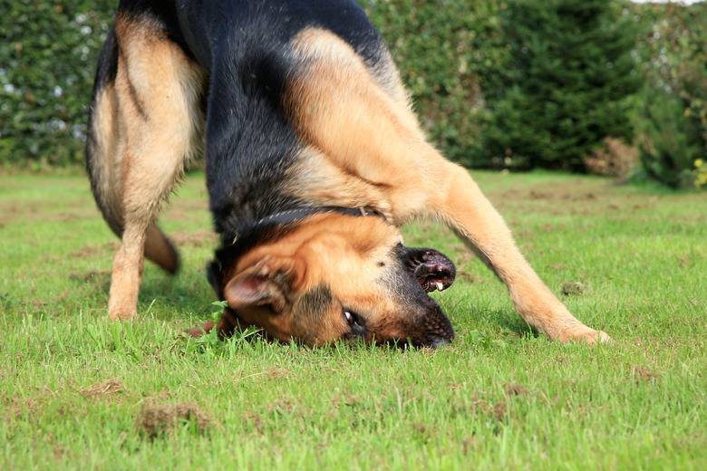 German Shepherd Dog