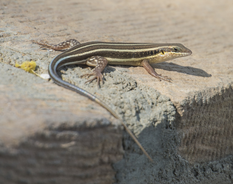 Blue-tailed skink lizard on a rock wall