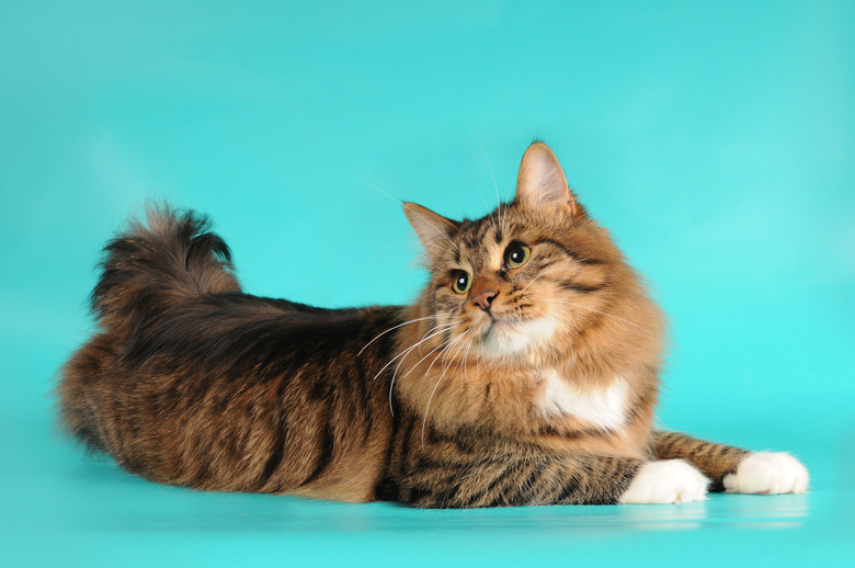 American bobtail cat lying on turquoise background.