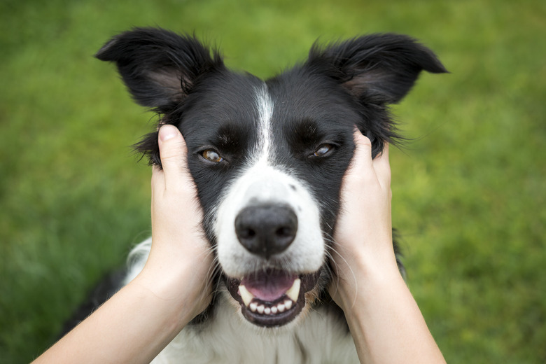 B collie queensland heeler fashion