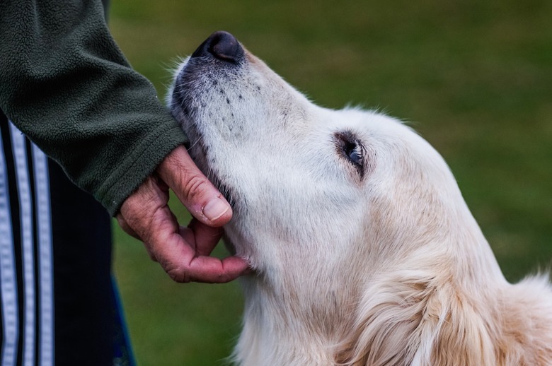 Close-up of a white dog