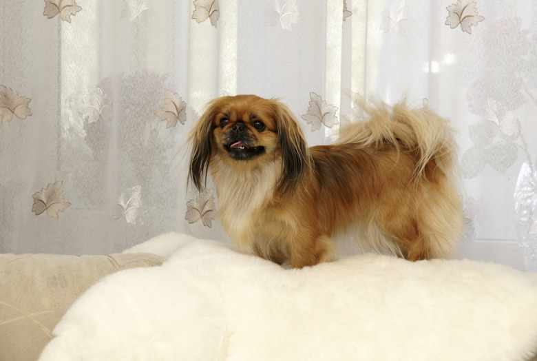 pekines