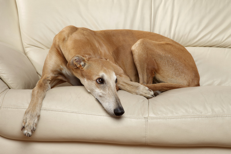 Sad Greyhound dog