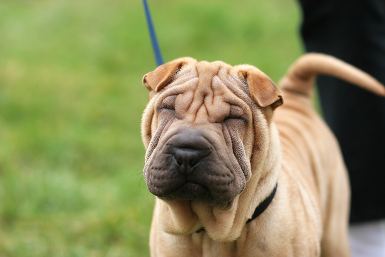 Shar pei