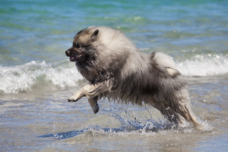 Keeshond running on the beach