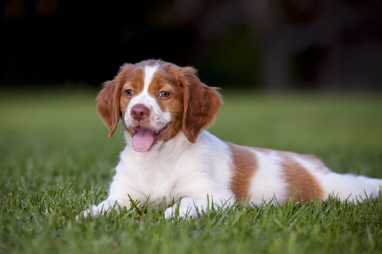 Brittany Spaniel Puppy