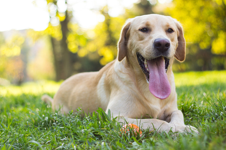 Happy young labrador with ball