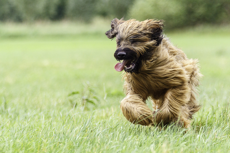 Briard Dog Breed Facts & Information