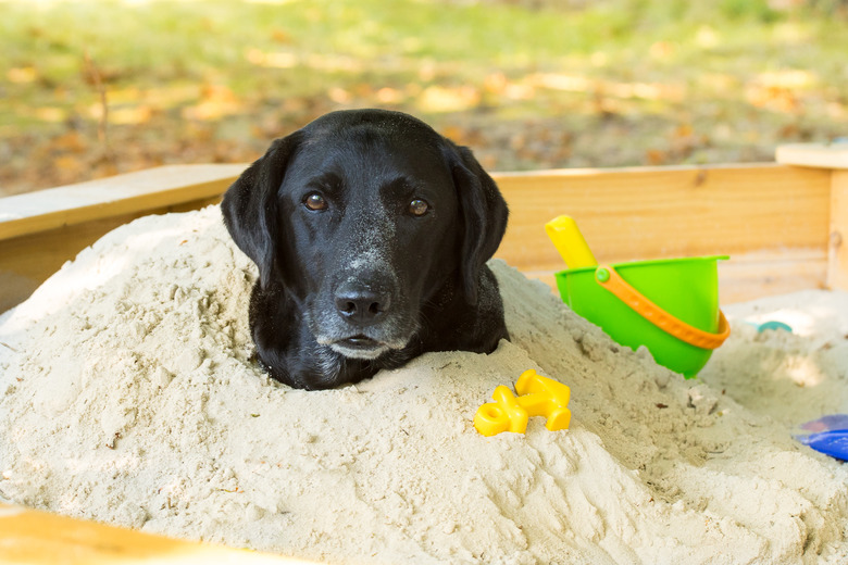 Dog Buried In Sandpit